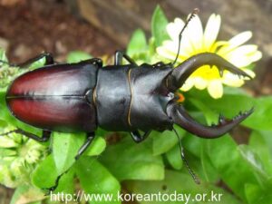 여름방학 맞은 아이들 색다른체험장, 살아있는 숲속곤충 체험전