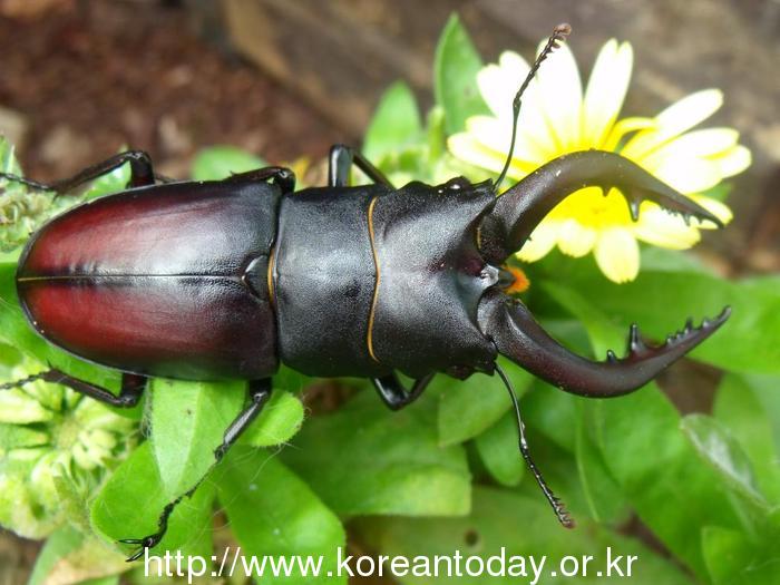 여름방학 맞은 아이들 색다른체험장, 살아있는 숲속곤충 체험전