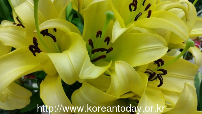 마음을 전할 땐 양재동화훼공판장 유진꽃방을 이용하세요!