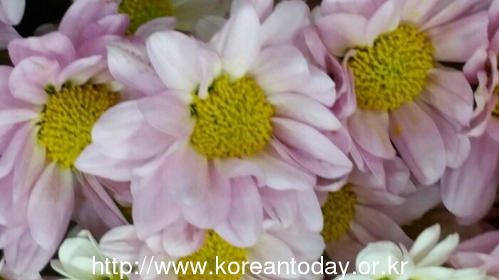 마음을 전할 땐 양재동화훼공판장 유진꽃방을 이용하세요!