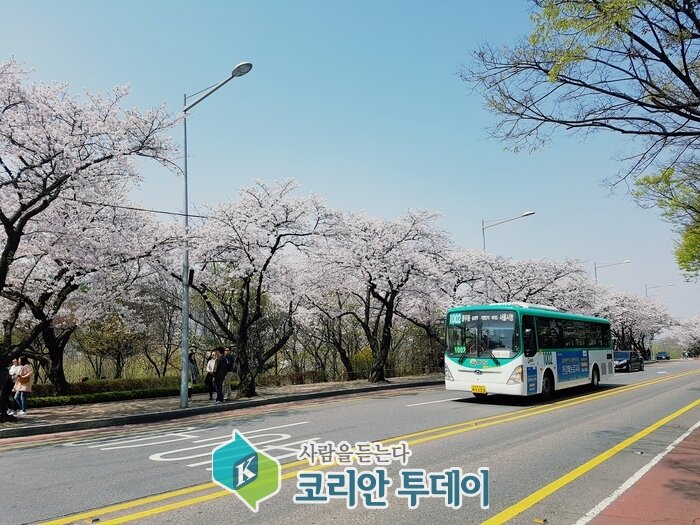 “벚꽃엔딩” 벚꽃눈이 내리는 윤중로를 다녀오다
