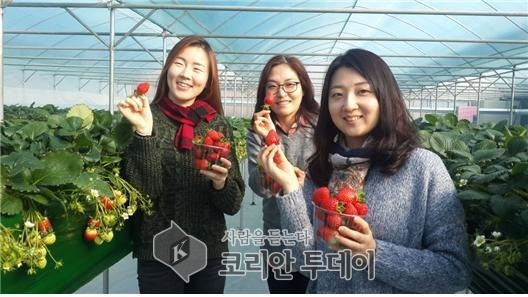 서울시 “딸기 3500포기 수확할 복지시설 모집”