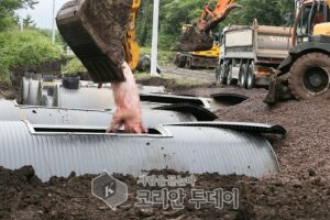 유럽, 죽는 돼지전염병 비상 … 국경에 1000㎞ 철제 장벽 설치