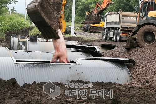 유럽, 죽는 돼지전염병 비상 … 국경에 1000㎞ 철제 장벽 설치