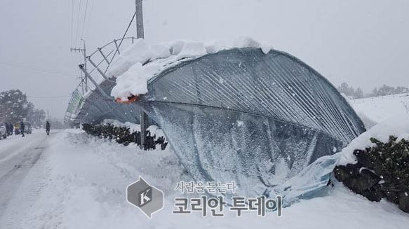농식품부, 폭설 피해농가 복구비 162억원 지원