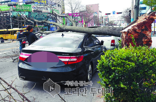 밤새 초속 20m 강풍에 시설물 떨어져 합판에 맞은 80대 사망