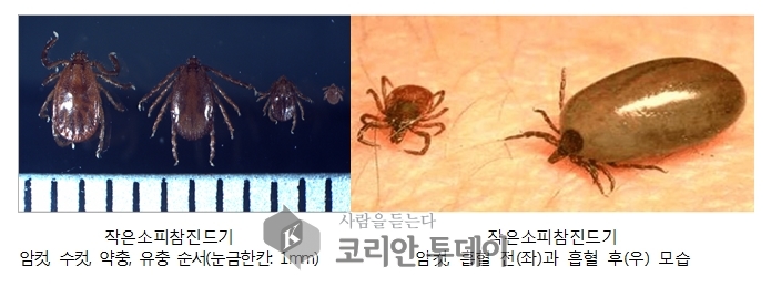충남서 올해 진드기 감염병으로 첫 사망자 발생