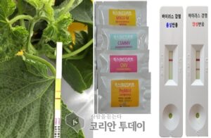 원예작물 바이러스 감염