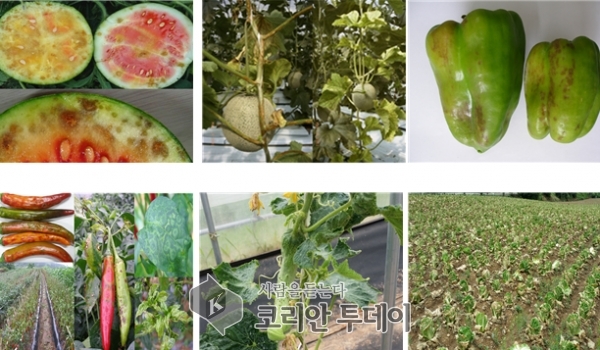 원예작물 바이러스 감염