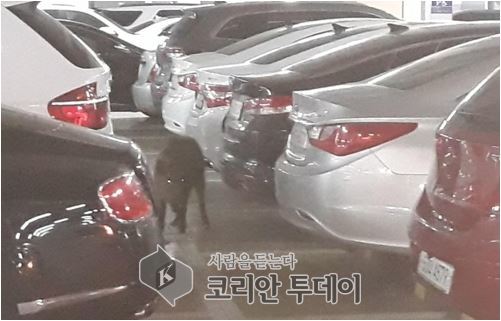 청주 도심에 멧돼지 2마리 출몰 … 소방관 1명 부상