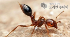작년, 붉은불개미 위협이 다시 도래하는가?