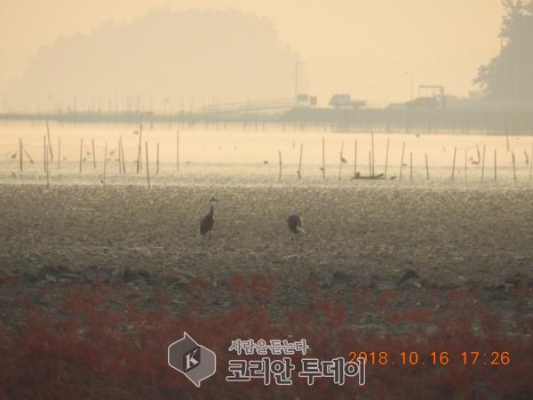 남북 평화 사절단, 순천만 흑두루미 첫 도래