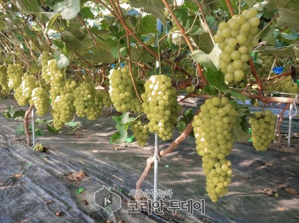 장성군, 옐로우시티 장성, 신소득 컬러과일 뜬다