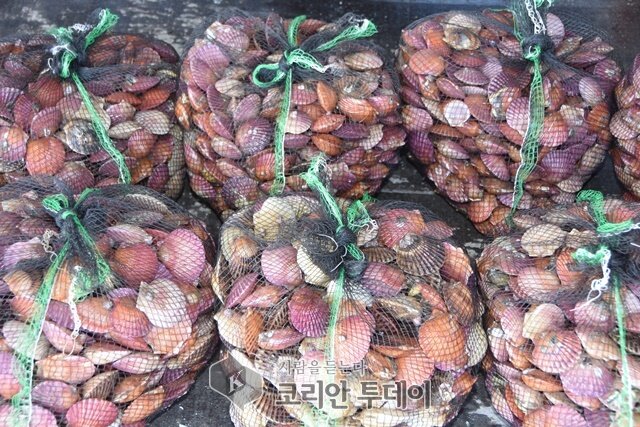 고흥, 홍가리비 어민소득의 보고(寶庫)로 각광