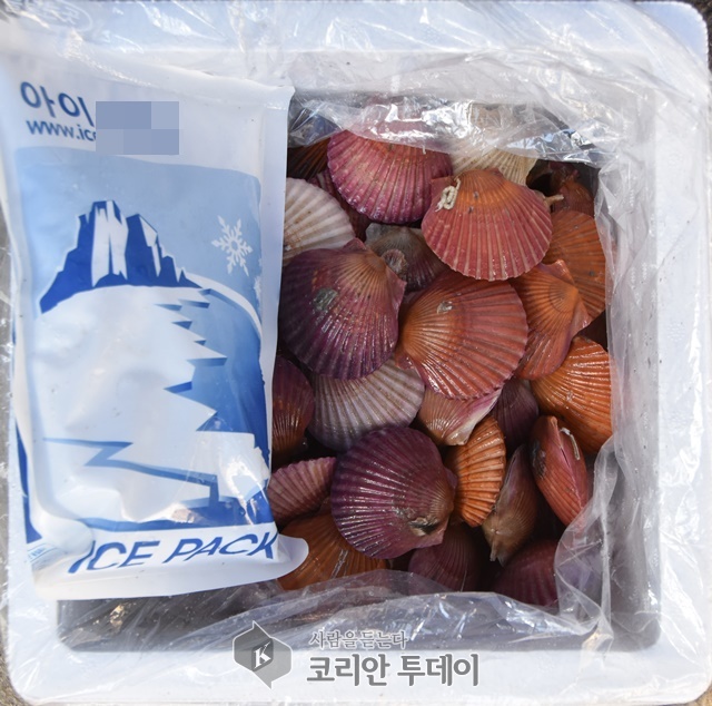 고흥, 홍가리비 어민소득의 보고(寶庫)로 각광
