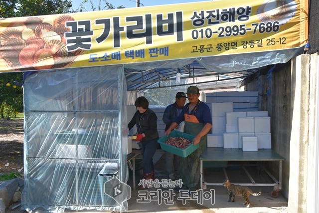 고흥, 홍가리비 어민소득의 보고(寶庫)로 각광