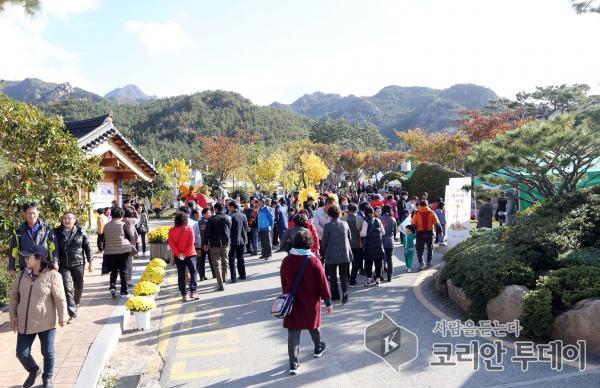 영암군, 2018 월출산 국화축제 첫 주말 구름 관광객 운집