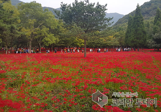 영광 불갑산, 도립공원 지정 눈앞