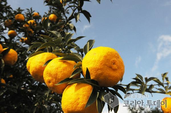 고흥군, 상큼한 유자향기 가득한