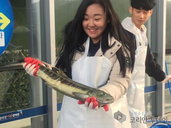 살아있는 연어 생태체험 하세요