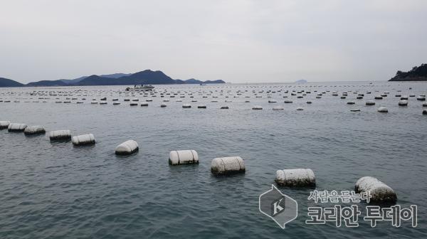 고흥산 굴’김장철 대비 본격 출하 준비