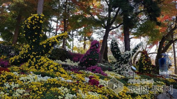 화순군, 52만여명 관광객 "2018 화순 국화향연"에 취하다.