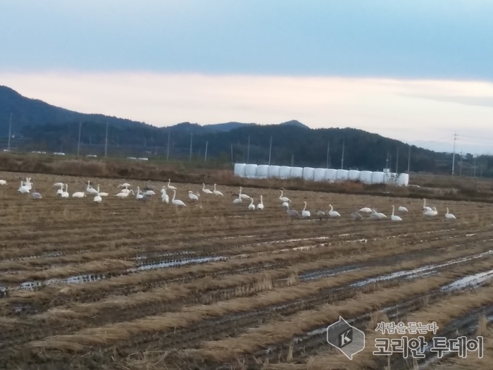 고흥만에 귀한 손님이 오셨다
