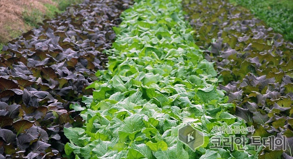 여수시, ‘톡쏘는 맛’ 여수 돌산갓 신품종 2종 품종보호권 획득