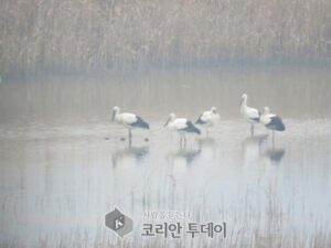 고창군, 천연기념물 ‘황새’ 무리 찾아와 ‘관심 집중’