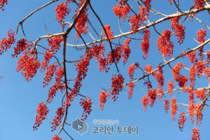 에코 푸른숲 전남 1월 나무에 이나무