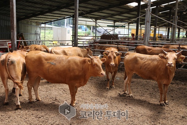 전남도, 구제역 백신접종 부작용 신고하세요