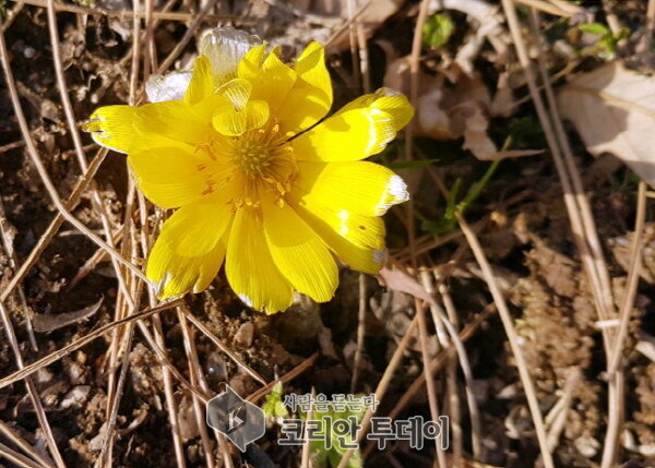 [포토뉴스] ‘봄이 오나 봄’ 봄의 전령 복수초 활짝