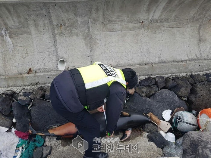 제주해경 ㆍ멸종위기 보호종 돌고래(상괭이) 2구 죽은 채로 발견돼