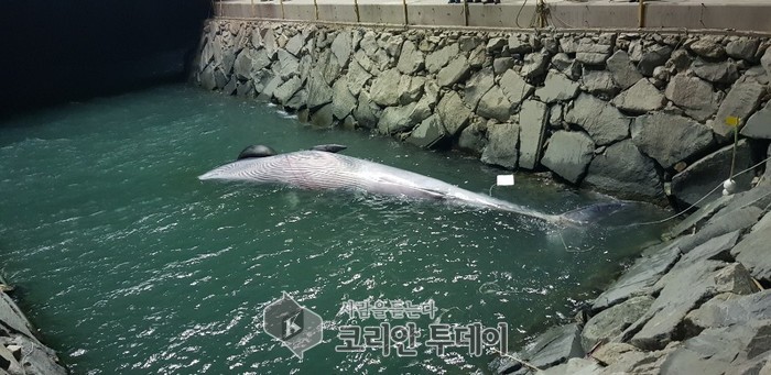 여수 광도 해상 긴 수염과 고래 1마리 죽은 채 발견