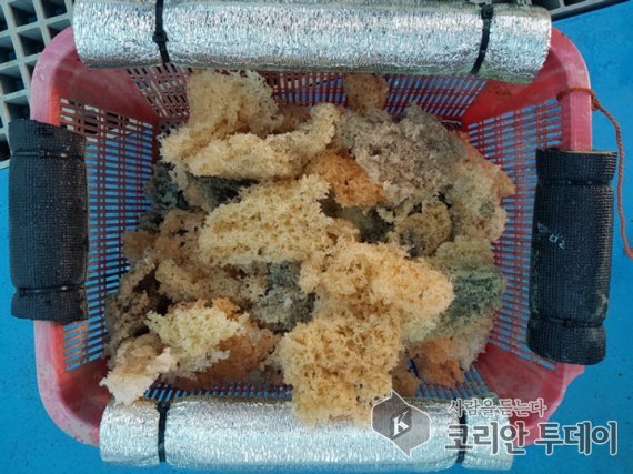 겨울철 별미 ‘물메기탕’ 자원 늘린다
