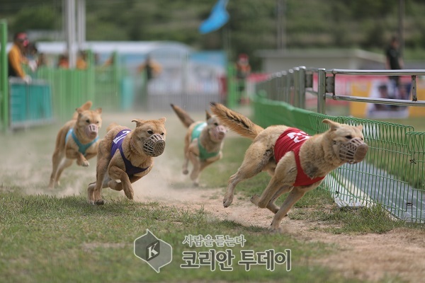 3월 2일부터 진도개테마파크 공연 시작