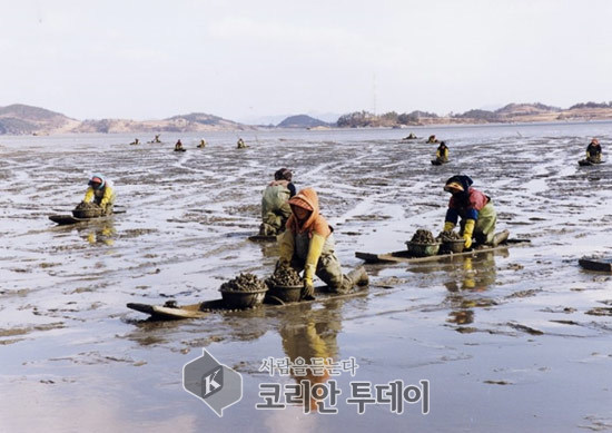 전남도, 꼬막 연간 생산 1만t 회복 잰걸음