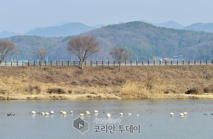 [포토뉴스] 담양에 돌아온 겨울철새 ‘고니’