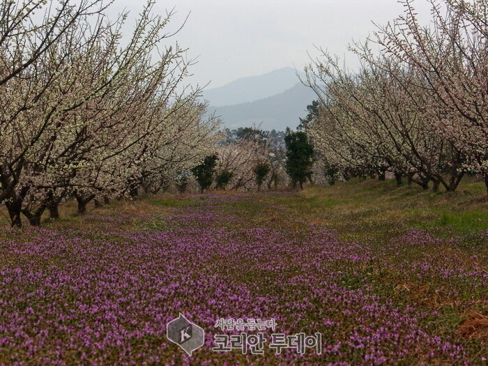 남도에서 두근두근 설레는 봄꽃 여행 즐기세요
