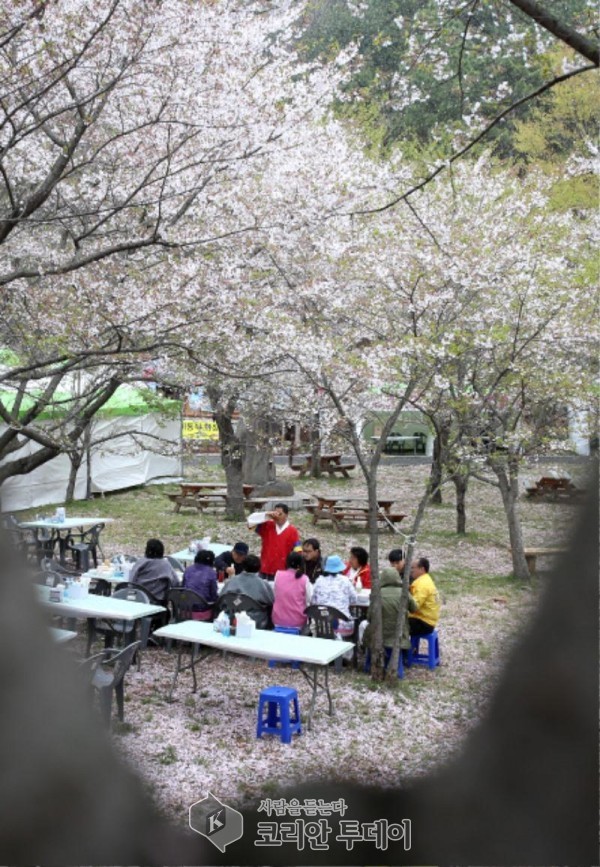 「제2회 강진군동금곡사 벚꽃길 나들이」일정 확정