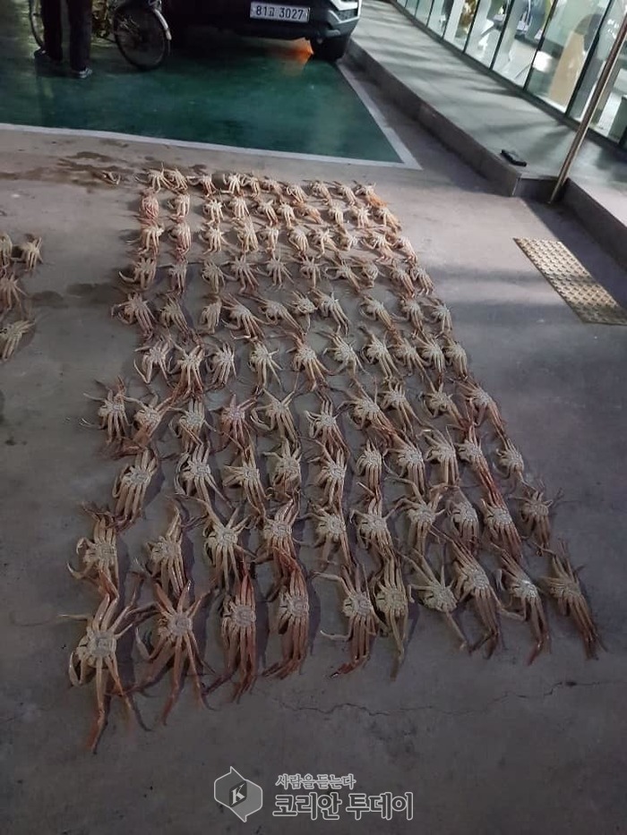 울진해경, 체장미달 대게 포획사범 잇따라 검거