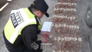 울진해경, 어린 대게(체장 9㎝이하) 포획사범 연이어 검거