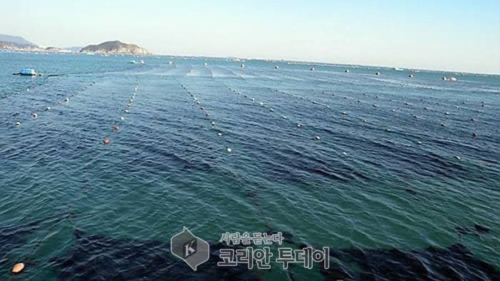 완도해경, 불법 김채취자 7명 8건 검거