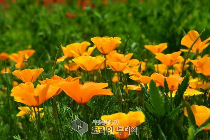 [포토뉴스] 장성군, 축제를 기다리며 황룡강에 핀 노란 금영화