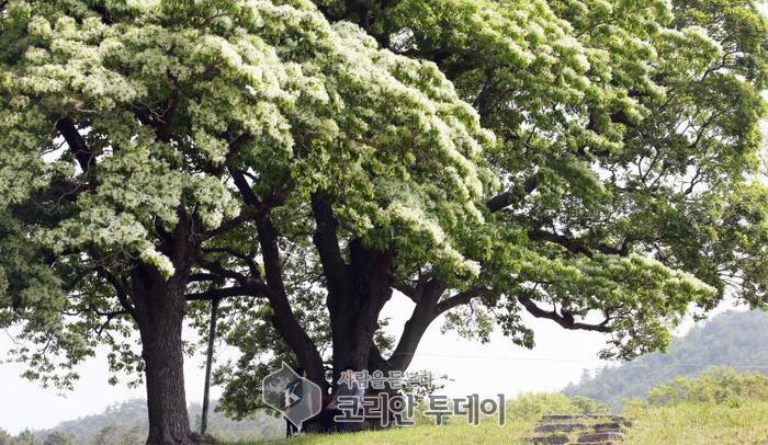 [포토뉴스] 함평군, ‘순백의 천사는 나’ 함평 이팝나무 활짝