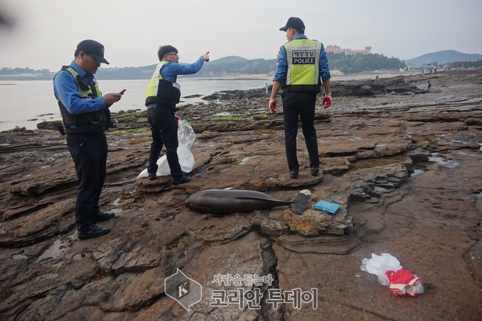 부안해경, 멸종위기 보호종 상괭이 사체 발견