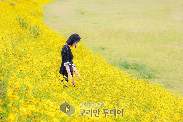 광양시, 광양읍 동천제방 ‘금계국 꽃 활짝’ 장관
