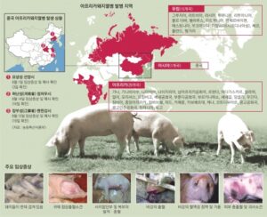 北 접경 강원·경기·인천 ‘돼지열병’ 방역 비상