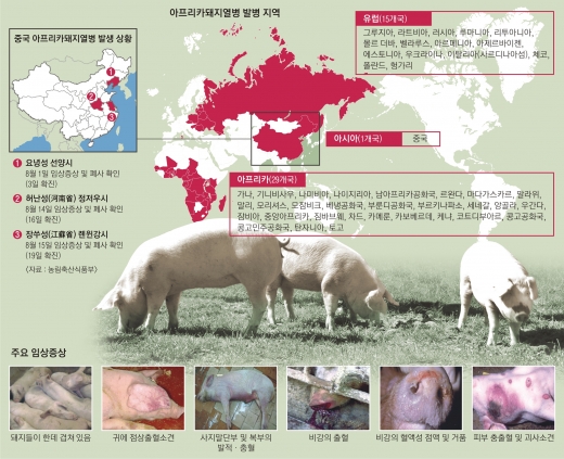 北 접경 강원·경기·인천 ‘돼지열병’ 방역 비상