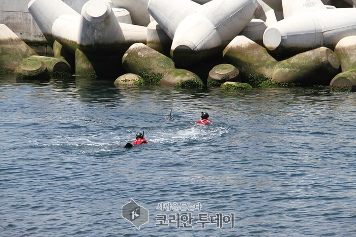 제주해경ㆍ탑동 방파제 축조공사장에 갇힌 큰머리돌고래 구조